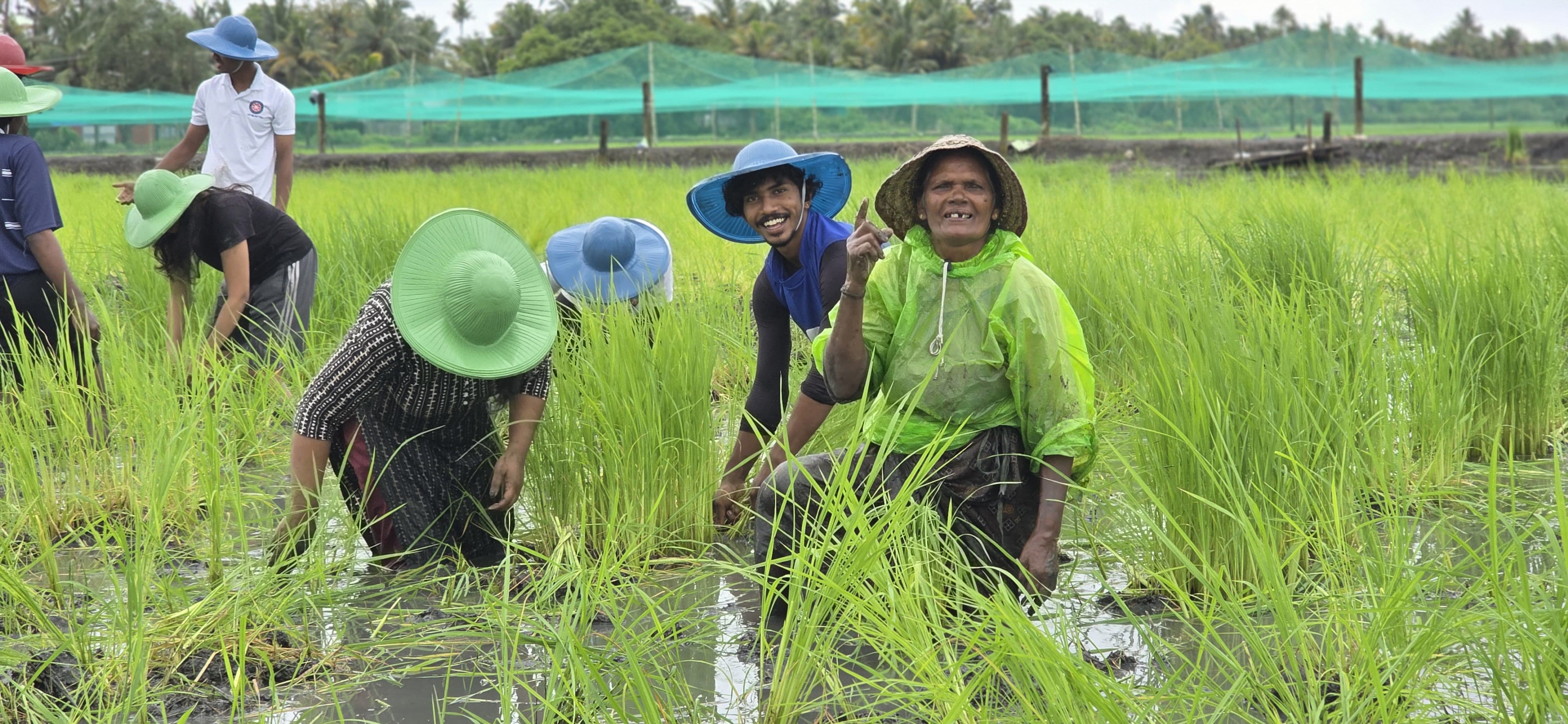 Farming FIRST. Our most important livelihood project is farming of Pokkali Rice- an organic, carbon positive paddy cultivation method found only in Kerala.  