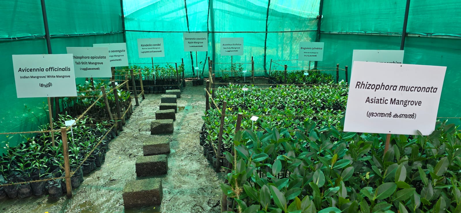 20+ True Mangrove Species, One Historic Conservatory