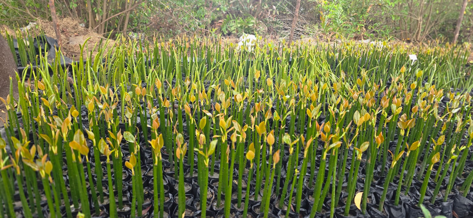 Mangrove Men